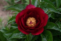 The Mackinac Grand peony