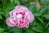 manitowoc maiden, a pink peony