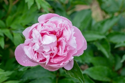 manitowoc maiden, a pink peony