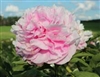 Myra McRae peony