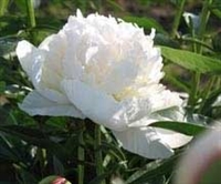 Madame de Verneville peony