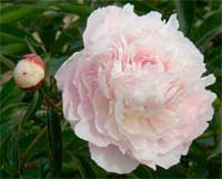 Minuet peony