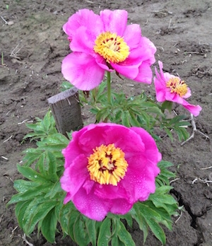 Mollis peony