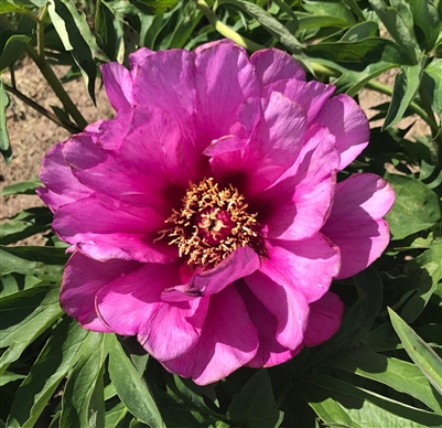 Morning Lilac intersectional peony