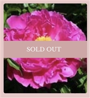 Nice Gal peony