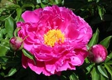 Nice Gal peony