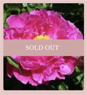 Nice Gal peony
