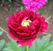 Old Faithful peony