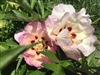 Morning Lilac intersectional peony