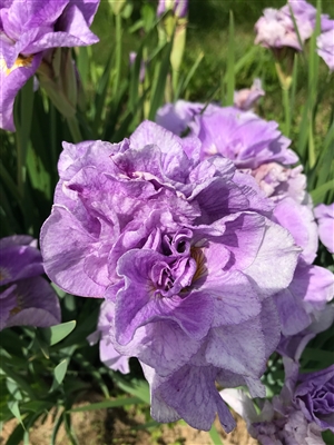 Pink Parfait Siberian Iris