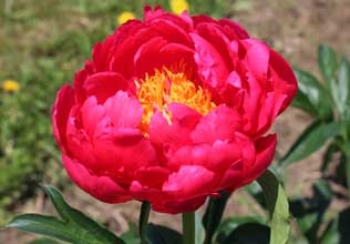 Raspberry Charm peony