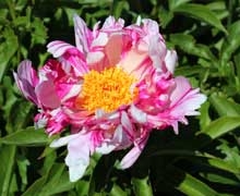 Raspberry Rumba peony