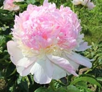 Raspberry Sundae peony