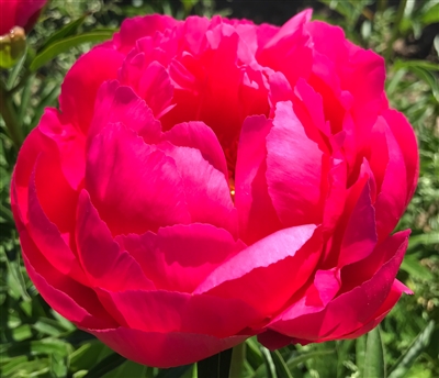 Rose Reverence peony