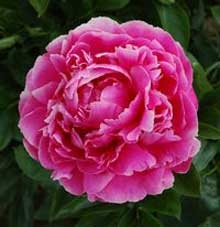 Rozella peony