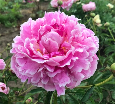 Serebrenyi Velvet peony