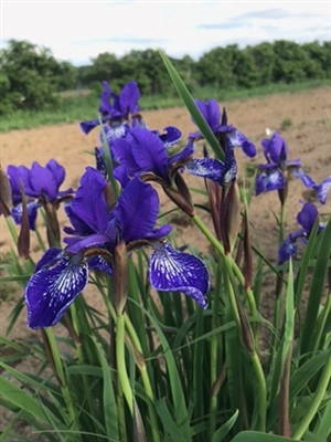 Shaker's Prayer Siberian Iris