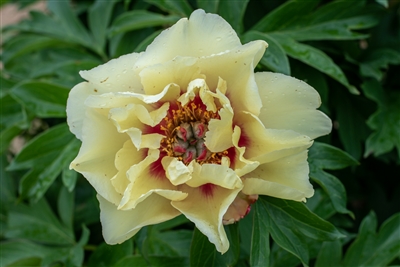 sonoma apricot peony