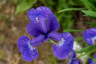 I See Stars Siberian Iris