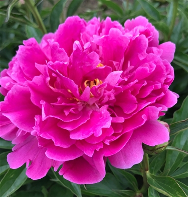 Super Gal peony