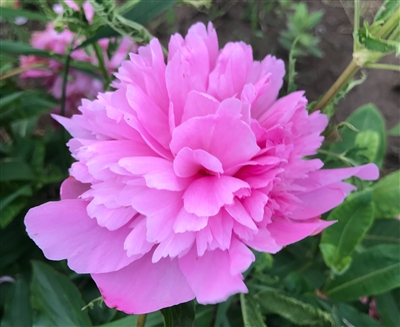 Sweetie peony