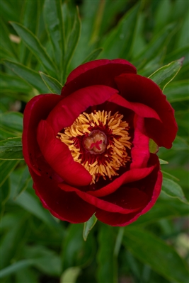 Tango peony