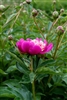 tomcat peony