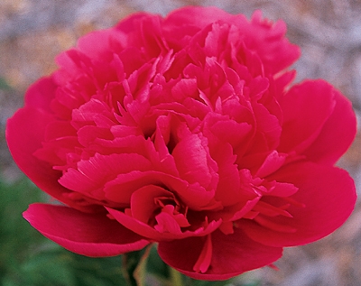 Topeka Coral peony