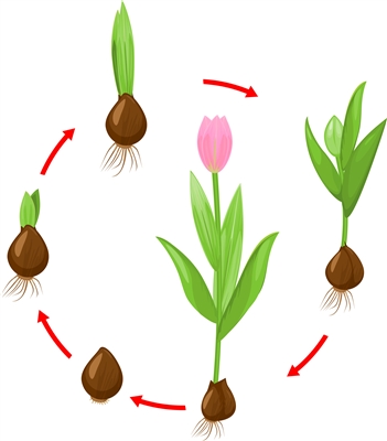 Tulip Homeschool Kit- FOR LOCAL PICKUP