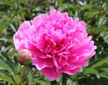 Virginia Mary peony