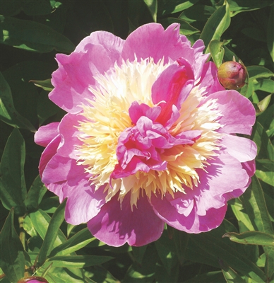 Vixen peony