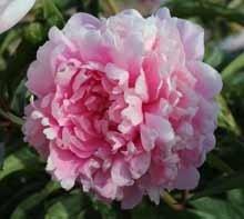 Walter Faxon peony