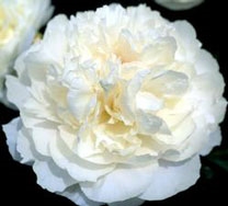 White Wicker peony