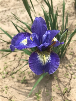 Windwood Springs Siberian Iris