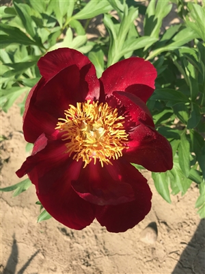 Zulu Warrior peony