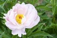 zuzu peony