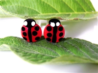 Ladybug Plugs