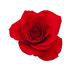 Vanilla & Rose Body Mist - 10 ml (0.3 fl oz)