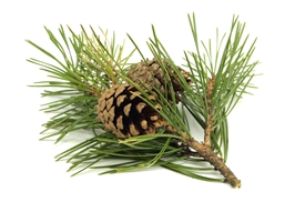 Bottle of Holiday Spirit Room Mist with cinnamon, spruce, pine, and citrus scents for festive ambiance
