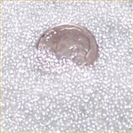Clear 1.0mm Micro Round Marbles 44 lbs