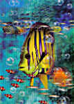 3D Lenticular Postcards, 4 x 6 inches  for Mailing, Tropical Hawaiian Fish Stock Design