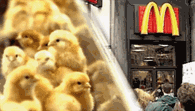 FILM: McLibel: McDonald’s PR Disaster