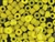 Czech Crow Beads / 6MM X 9MM Crystal Yellow
