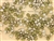Vintage Czechslovakian Rose Montee / Olive 5.2MM