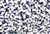 2/0 Seed Bead,Vintage Czechoslovakian Seed Beads, Striped, White, Blue