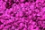 Sequin, 6MM, Cupped, Round, Vintage, 1MM Center Hole, Fuchsia