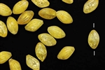Bead, German Acrylic, Vintage, 14MM, Oval, Pale Yellow