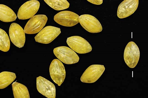 Bead, German Acrylic, Vintage, 14MM, Oval, Pale Yellow