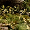 Gamer's Grass - Deer Fern Laser Plants