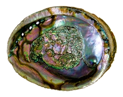 Wholesale Abalone Shell 5"- 6"